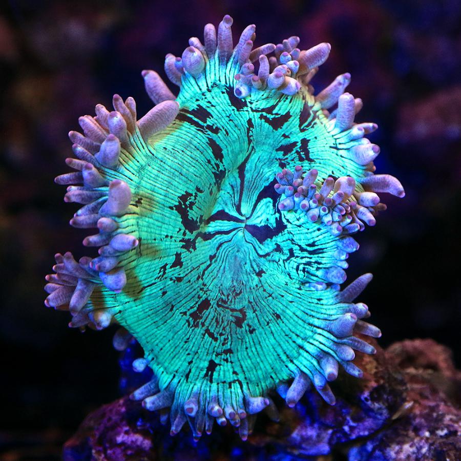 割引売上 サンゴ 一点物 オーストラリア産 トランペットコーラル ｃｍ １４１２７ １個 北海道 九州航空便要保温 沖縄別途送料 オンラインストア売れ済 Ssl Daikyogo Or Jp