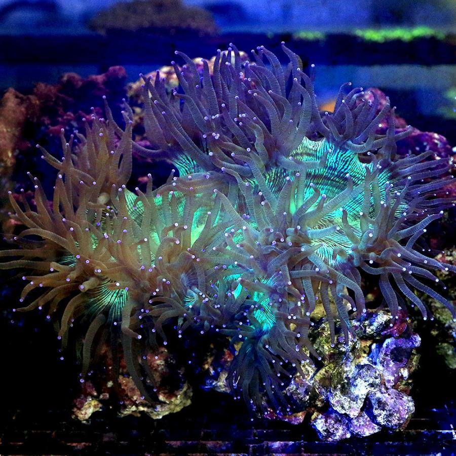 早割り サンゴ 一点物 オーストラリア産 トランペットコーラル ｃｍ １４１４７ １個 北海道 九州航空便要保温 沖縄別途送料 直販純正 Ssl Daikyogo Or Jp