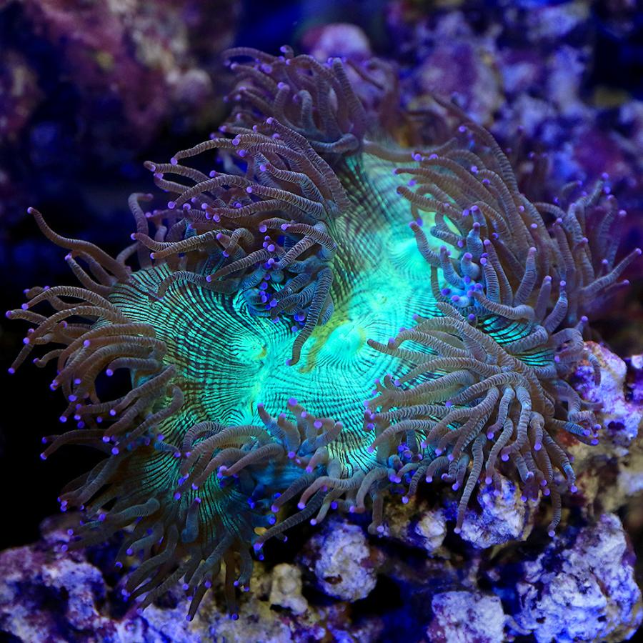 限定入荷 サンゴ 一点物 オーストラリア産 トランペットコーラル ｃｍ １４１６５ １個 北海道航空便要保温 沖縄別途送料 お得価格 Rdsnicaragua Org