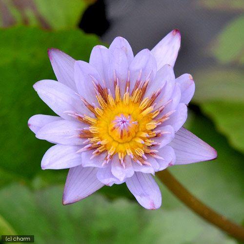 チャーム（charm） （ビオトープ）睡蓮 熱帯性睡蓮（スイレン）（青
