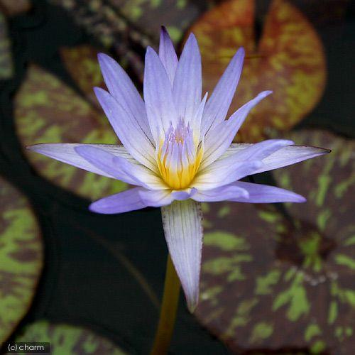 チャーム（charm） （ビオトープ）睡蓮 熱帯性睡蓮（スイレン）（青