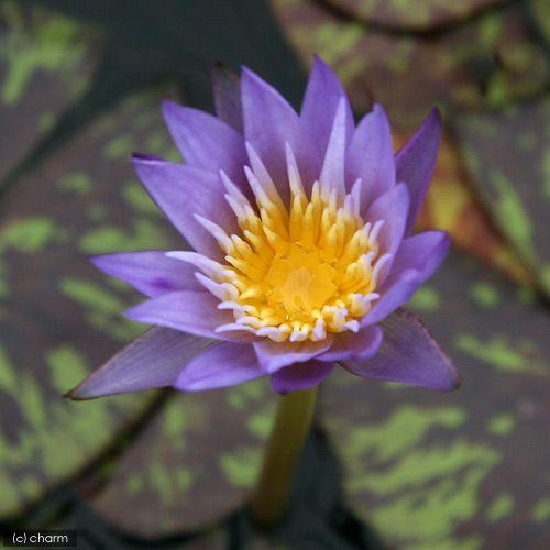 チャーム（charm） （ビオトープ）睡蓮 熱帯性睡蓮（スイレン）（青