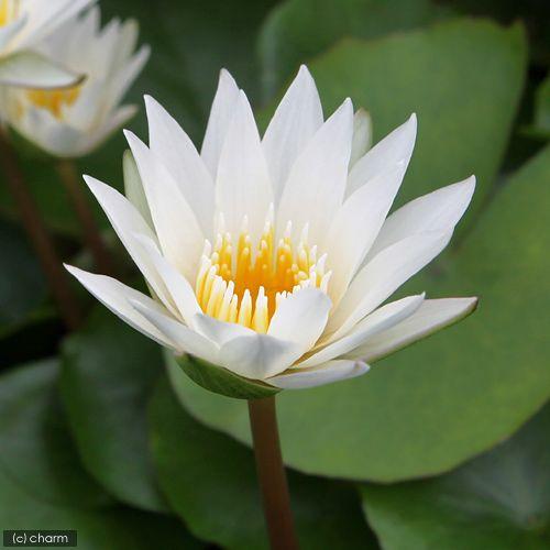 ビオトープ 睡蓮 熱帯性睡蓮 スイレン 白 イノセンス １ポット 最安値