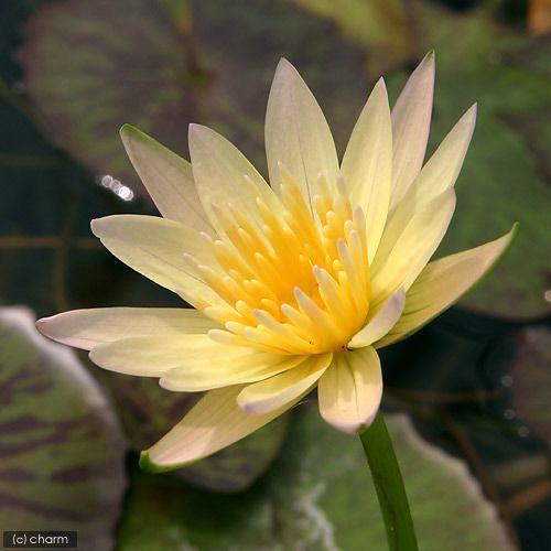 チャーム（charm） （ビオトープ）睡蓮 熱帯性睡蓮（スイレン）（黄