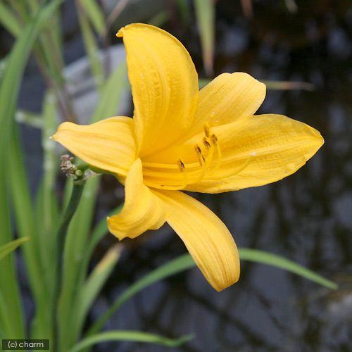 ビオトープ 水辺植物 ニッコウキスゲ １ポット 湿生植物 Sonicacts Com