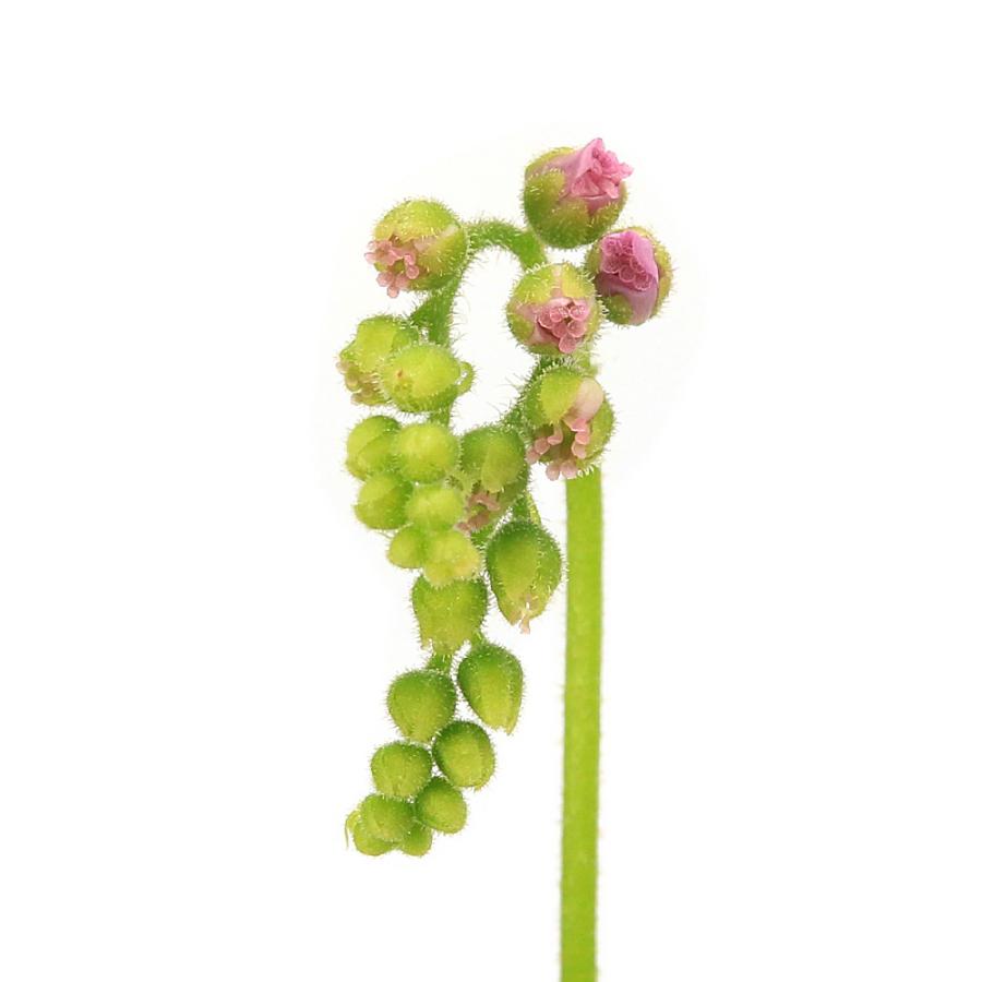 チャーム（charm） （食虫植物）モウセンゴケ アフリカナガバ