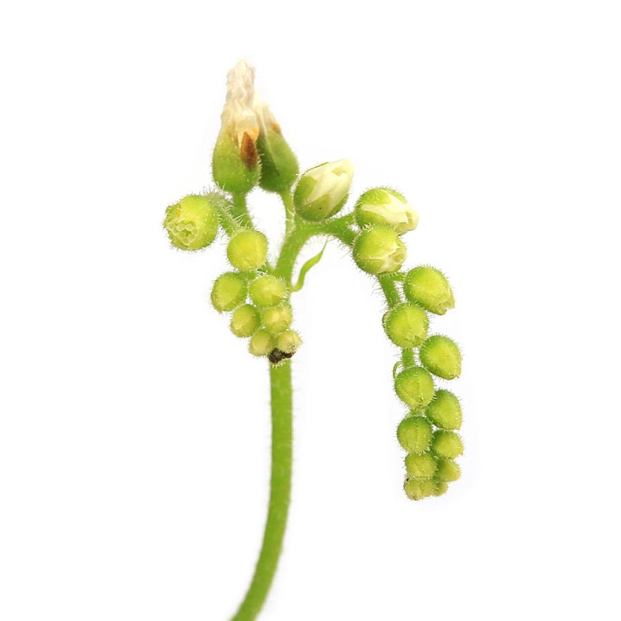 チャーム（charm） （食虫植物）モウセンゴケ アフリカナガバ