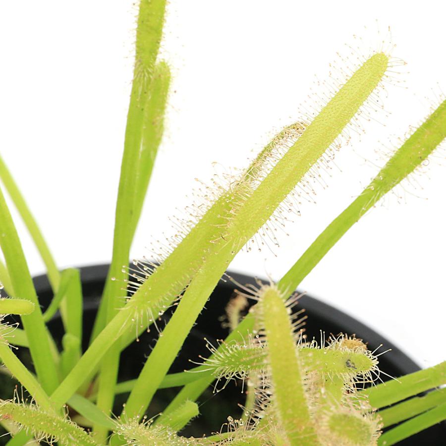 チャーム（charm） （食虫植物）モウセンゴケ アフリカナガバ