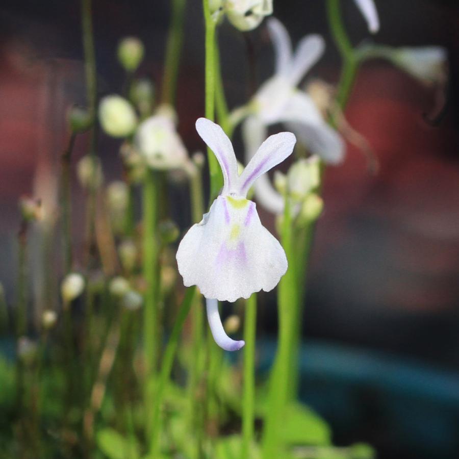 チャーム（charm） （食虫植物）ウサギゴケ（ウトリクラリア サンダー