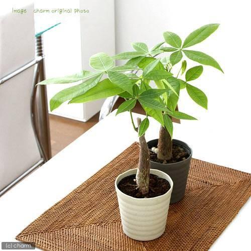 チャーム（charm） （観葉植物）パキラ 3〜3．5号（1ポット