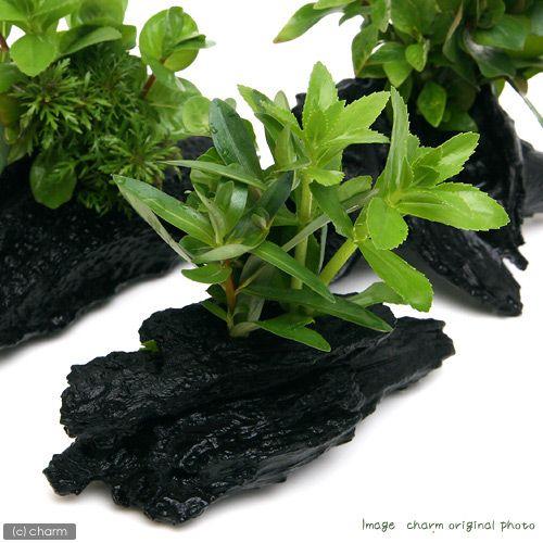 (水草)流木 ザ ボンサイ Sサイズ(水上葉)(無農薬)(1本)(約15cm)|chanet|02