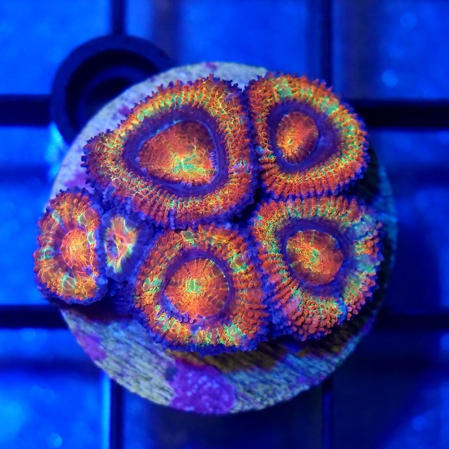 サンゴ）一点物 オーストラリア産 カクオオトゲキクメイシ レインボー