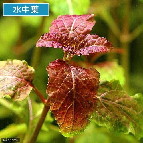 水草 ヘミグラフィスｓｐ パープル ラウンドリーフ 水上葉 無農薬 ３本 北海道航空便要保温 550 チャーム Charm ヤフー店 通販 Yahoo ショッピング