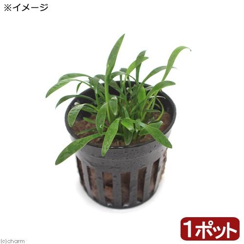 水草 クリプトコリネ パルヴァ 東南便 １ポット分 Sonicacts Com