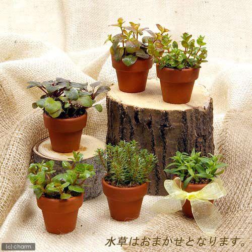 チャーム（charm） （水草）ミニ素焼き鉢 寄せ植えミックス（水上葉