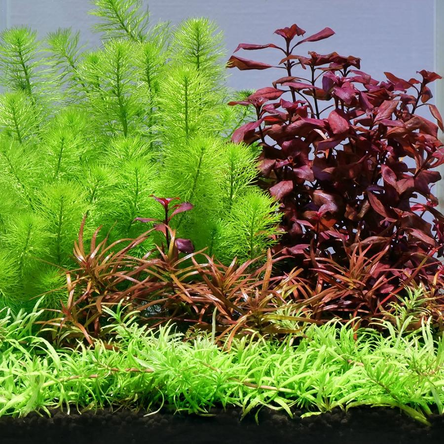 チャーム(ペット) (水草)おまかせ水上葉 レイアウトセット チャーム(ペット) (水草)おまかせ水上葉 レイアウトセット