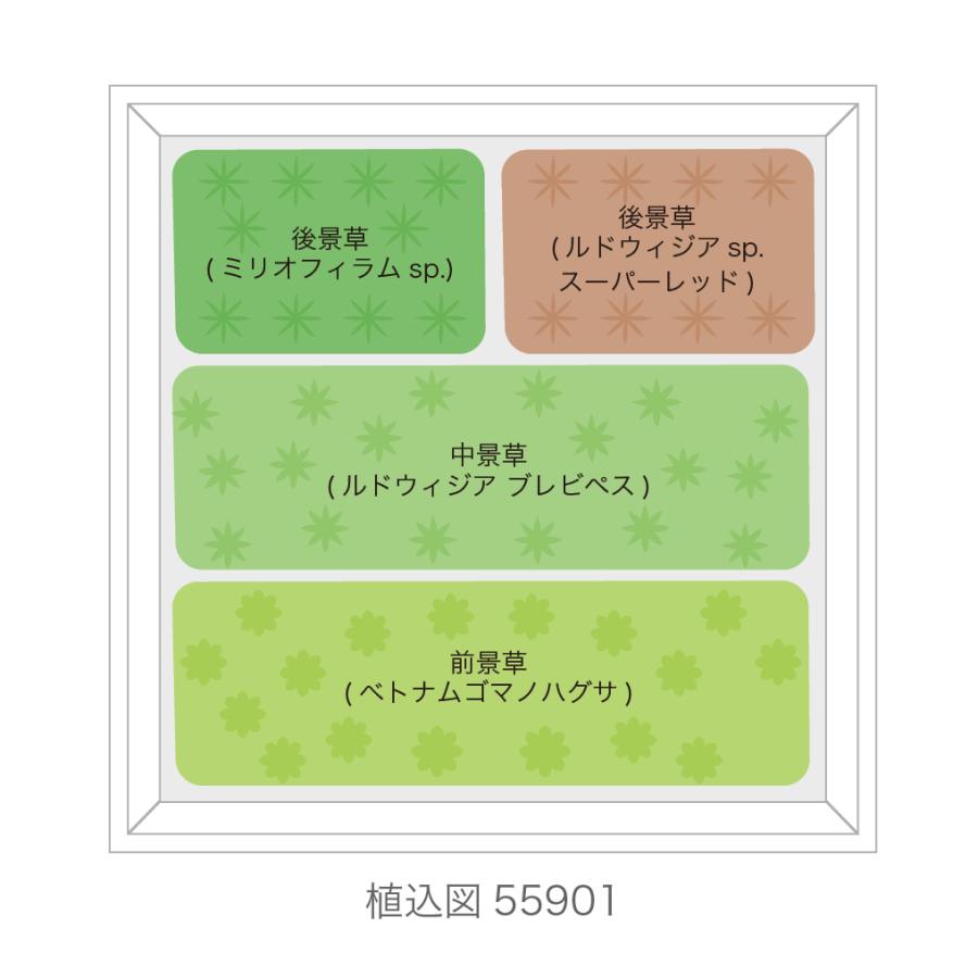 （水草）おまかせ水上葉　レイアウトセット　２０ｃｍ水槽用　４種（無農薬）（１パック）（水草説明書付）｜chanet｜04