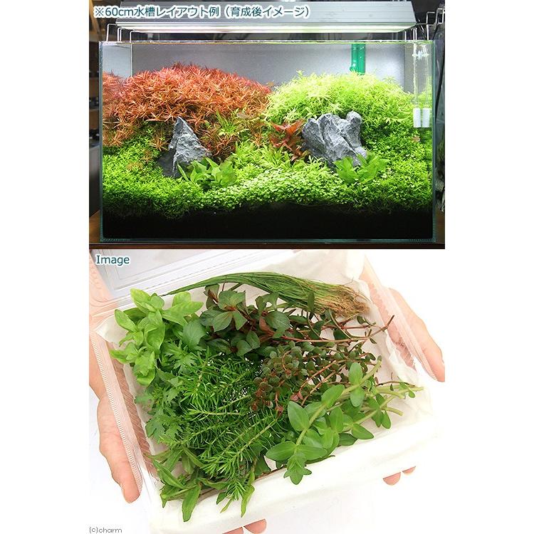 超爆安 水草 おまかせ水上葉 レイアウトセット ６０ｃｍ水槽用 ８種 無農薬 １パック 水草説明書付 北海道航空便要保温 Wantannas Go Id