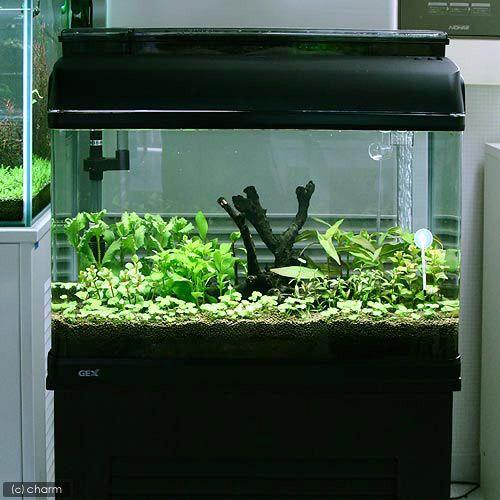 チャーム(ペット) (水草)流木付 おまかせ水上葉 有茎草 チャーム(ペット) (水草)流木付 おまかせ水上葉 有茎草