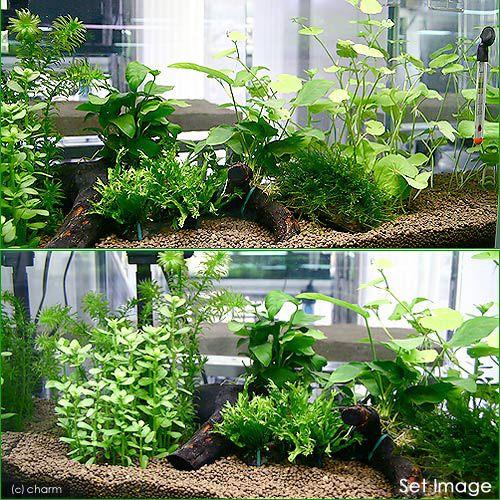 水草 おまかせ ２灯用レイアウトセット 流木付 ６０ｃｍ水槽用 ６種 無農薬 水草説明書付 チャーム Charm Paypayモール店 通販 Paypayモール