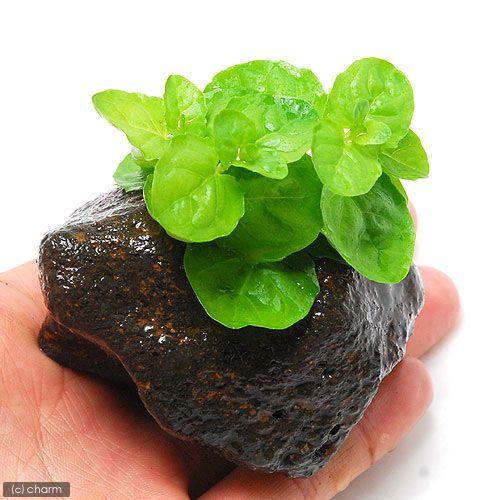 チャーム（charm） （水草）カーナミン（水上葉）穴あき溶岩石付（無