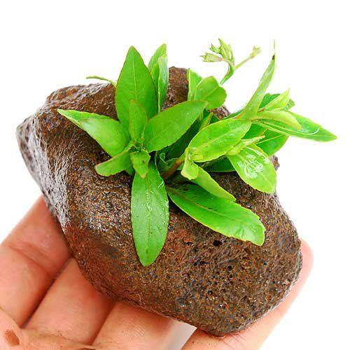 240円 ランキング第1位 水草 ボルネオ リンデルニア 水上葉 穴あき溶岩石付 無農薬 １個