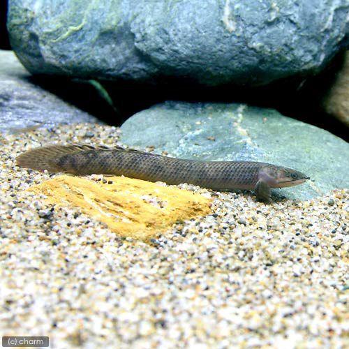 熱帯魚）ポリプテルス・モケーレムベンベ（旧レトロピンニス）Sサイズ 
