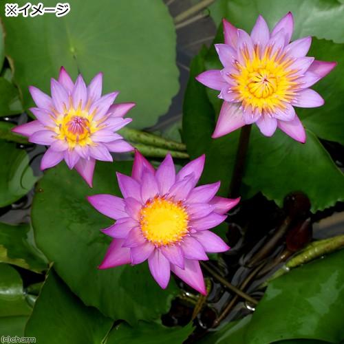 チャーム（charm） （ビオトープ）睡蓮 熱帯性睡蓮（スイレン）（紫