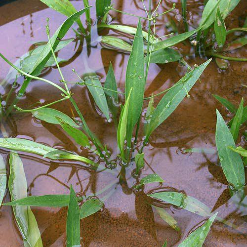 （ビオトープ）水辺植物　ヘラオモダカ（１ポット）　抽水植物