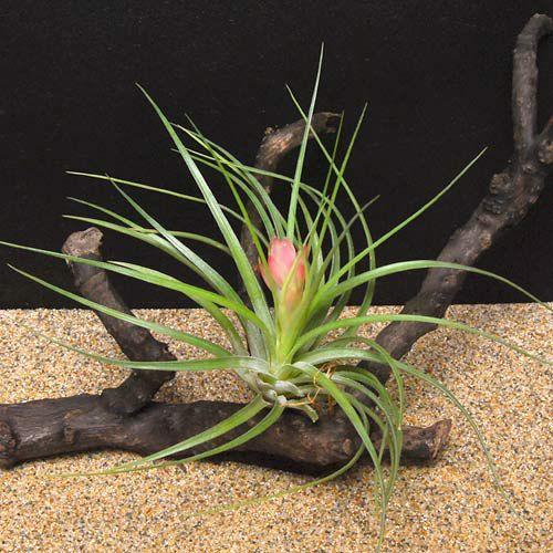 観葉植物 エアープランツ ティランジア ストリクタ セール商品 ハードリーフ １株