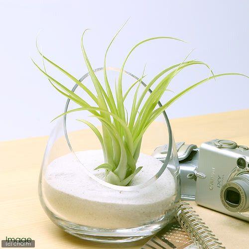 最旬トレンドパンツ 観葉植物 エアープランツ ティランジア ブラキカウロス １株 Wantannas Go Id