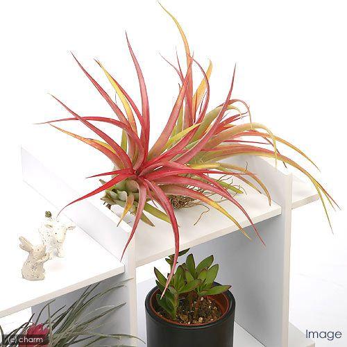 チャーム（charm） （観葉植物）エアープランツ チランジア