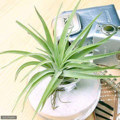 チャーム（charm） （観葉植物）エアープランツ チランジア ハリシー