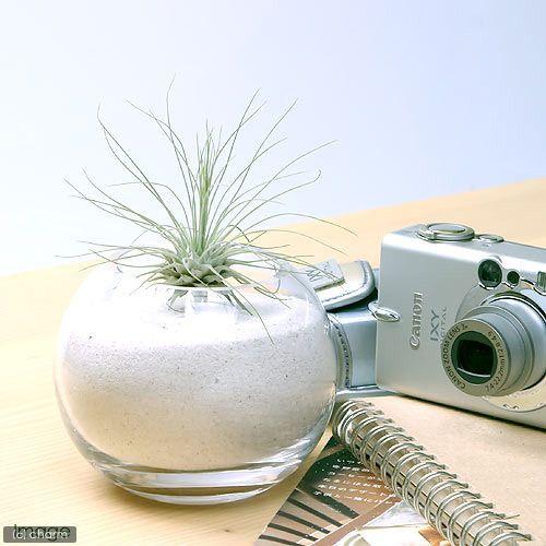 チャーム（charm） （観葉植物）エアープランツ チランジア フックシー