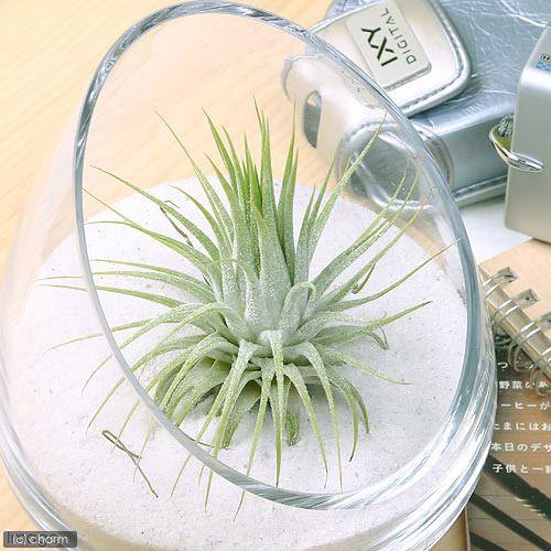 チャーム（charm） （観葉植物）エアープランツ チランジア イオナンタ