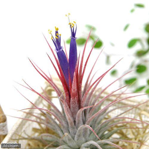 チャーム（charm） （観葉植物）エアープランツ チランジア イオナンタ