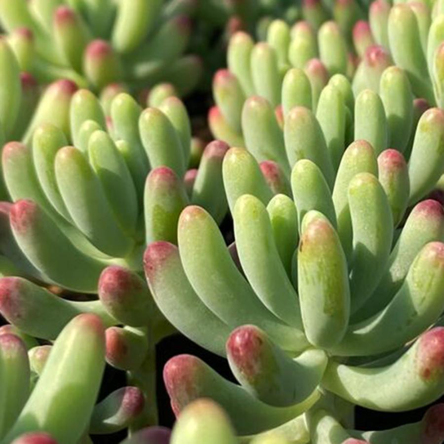 多肉植物）セダム 乙女心（おとめごころ） 2．5〜3号（1ポット