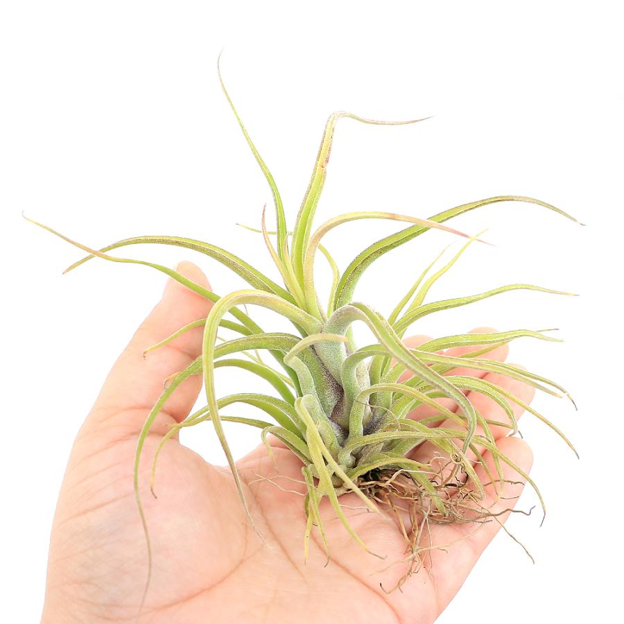 チャーム（charm） （観葉植物）エアープランツ チランジア カプト
