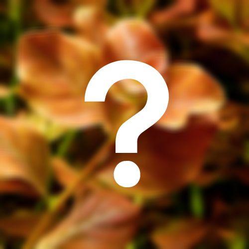 （水草）おまかせルドウィジア（水上葉）２種×５本セット（無農薬）（計１０本） | チャーム（ペット）