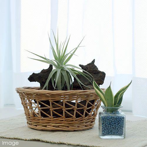 チャーム（charm） （観葉植物）エアープランツ チランジア 