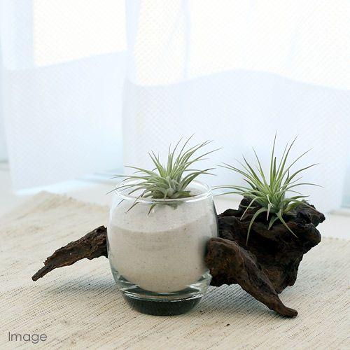 (観葉植物)エアープランツ ティランジア イオナンタ ルブラ(1株)|チャーム charm PayPayモール店|01