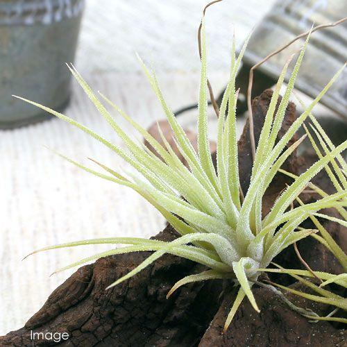 チャーム（charm） （観葉植物）エアープランツ チランジア イオナンタ