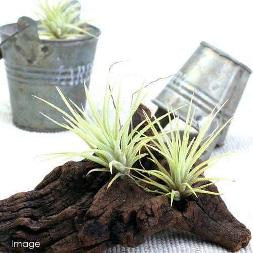 チャーム（charm） （観葉植物）エアープランツ チランジア イオナンタ