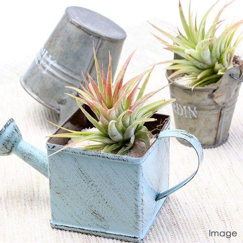 チャーム（charm） （観葉植物）エアープランツ チランジア イオナンタ