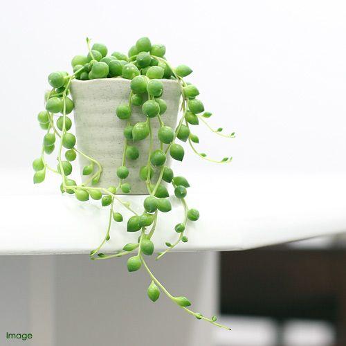 観葉植物 グリーンネックレス ２ ５号 １鉢 Sonicacts Com