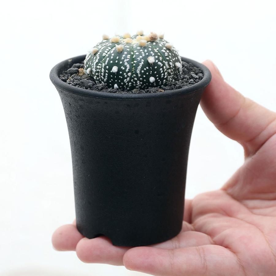 チャーム(ペット) (多肉植物)サボテン アストロフィツム 兜 チャーム(ペット) (多肉植物)サボテン アストロフィツム 兜