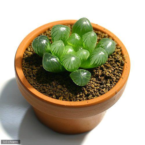 多肉植物）ハオルチア オブツーサ トゥルンカータ 素焼き鉢 2．5号