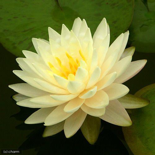 ペリーズ ダブルイエロー