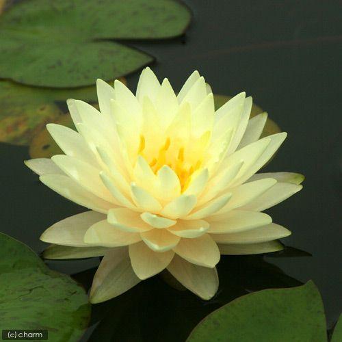 ⭐︎睡蓮⭐︎ チャーム（charm） （ビオトープ）睡蓮 温帯性睡蓮（スイレン）（黄