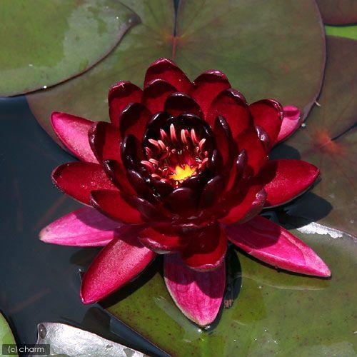 チャーム（charm） （ビオトープ）睡蓮 温帯性睡蓮（スイレン）（赤